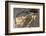 Brazil, Mato Grosso, the Pantanal, Green Iguana Digging Nest Along the River Bank-Ellen Goff-Framed Photographic Print