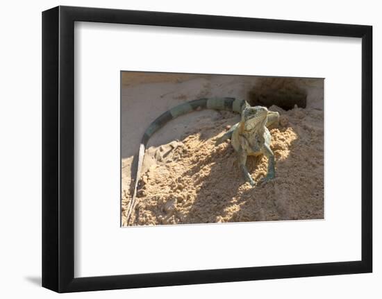 Brazil, Mato Grosso, the Pantanal, Green Iguana Digging Nest Along the River Bank-Ellen Goff-Framed Photographic Print