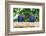 Brazil, Mato Grosso, the Pantanal, Hyacinth Macaw on a Branch-Ellen Goff-Framed Photographic Print