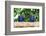 Brazil, Mato Grosso, the Pantanal, Hyacinth Macaw on a Branch-Ellen Goff-Framed Photographic Print