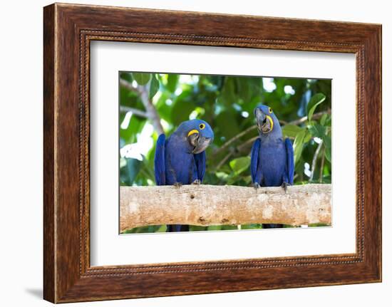 Brazil, Mato Grosso, the Pantanal, Hyacinth Macaw on a Branch-Ellen Goff-Framed Photographic Print