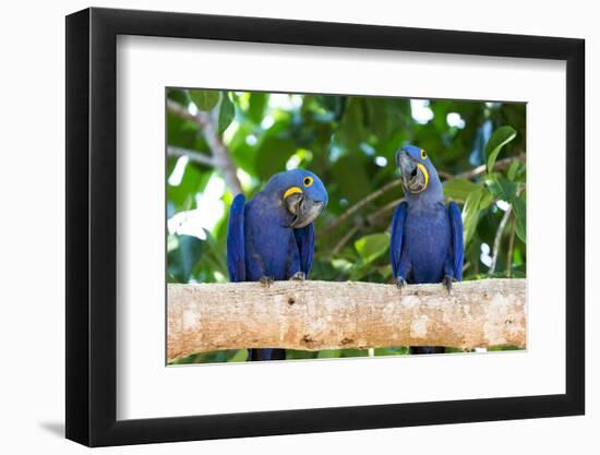 Brazil, Mato Grosso, the Pantanal, Hyacinth Macaw on a Branch-Ellen Goff-Framed Photographic Print