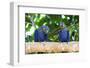 Brazil, Mato Grosso, the Pantanal, Hyacinth Macaw on a Branch-Ellen Goff-Framed Photographic Print