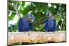 Brazil, Mato Grosso, the Pantanal, Hyacinth Macaw on a Branch-Ellen Goff-Mounted Photographic Print