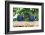 Brazil, Mato Grosso, the Pantanal, Hyacinth Macaw on a Branch-Ellen Goff-Framed Photographic Print