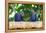 Brazil, Mato Grosso, the Pantanal, Hyacinth Macaw on a Branch-Ellen Goff-Framed Premier Image Canvas