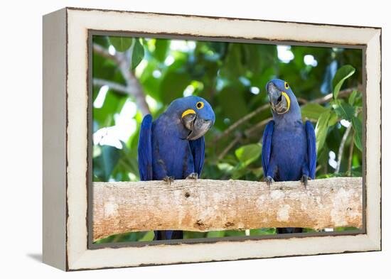 Brazil, Mato Grosso, the Pantanal, Hyacinth Macaw on a Branch-Ellen Goff-Framed Premier Image Canvas