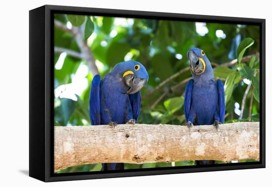 Brazil, Mato Grosso, the Pantanal, Hyacinth Macaw on a Branch-Ellen Goff-Framed Premier Image Canvas