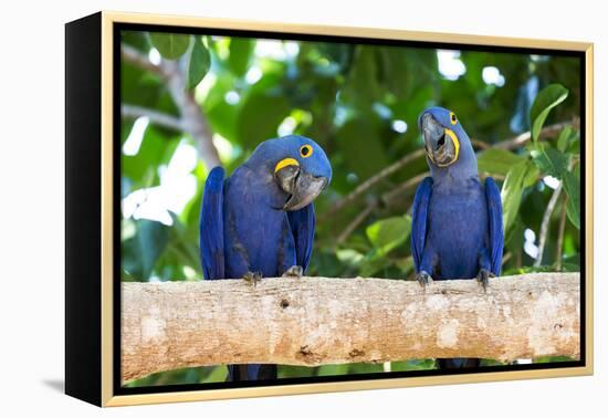 Brazil, Mato Grosso, the Pantanal, Hyacinth Macaw on a Branch-Ellen Goff-Framed Premier Image Canvas