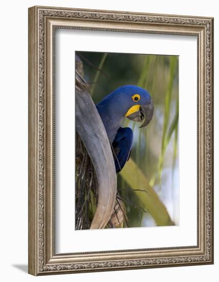 Brazil, Mato Grosso, the Pantanal, Hyacinth Macaw on Palm Branch-Ellen Goff-Framed Photographic Print