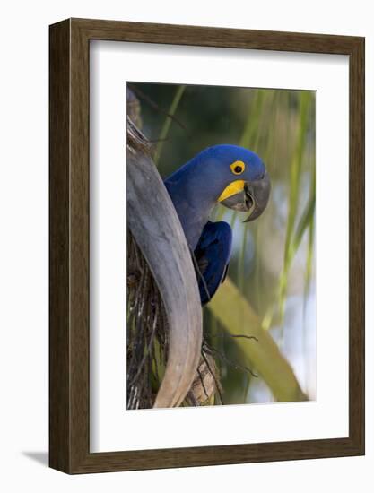 Brazil, Mato Grosso, the Pantanal, Hyacinth Macaw on Palm Branch-Ellen Goff-Framed Photographic Print