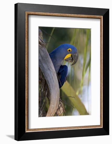 Brazil, Mato Grosso, the Pantanal, Hyacinth Macaw on Palm Branch-Ellen Goff-Framed Photographic Print