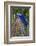 Brazil, Mato Grosso, the Pantanal. Hyacinth Macaw on Palm Branch-Ellen Goff-Framed Photographic Print