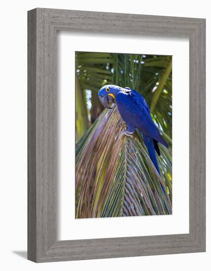 Brazil, Mato Grosso, the Pantanal. Hyacinth Macaw on Palm Branch-Ellen Goff-Framed Photographic Print