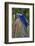 Brazil, Mato Grosso, the Pantanal. Hyacinth Macaw on Palm Branch-Ellen Goff-Framed Photographic Print