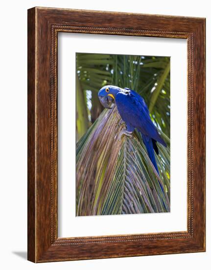 Brazil, Mato Grosso, the Pantanal. Hyacinth Macaw on Palm Branch-Ellen Goff-Framed Photographic Print