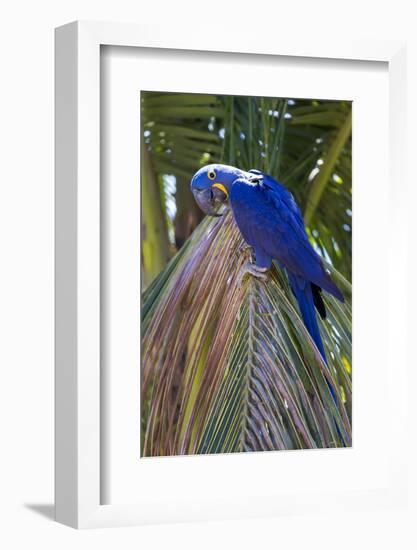 Brazil, Mato Grosso, the Pantanal. Hyacinth Macaw on Palm Branch-Ellen Goff-Framed Photographic Print