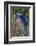 Brazil, Mato Grosso, the Pantanal. Hyacinth Macaw on Palm Branch-Ellen Goff-Framed Photographic Print