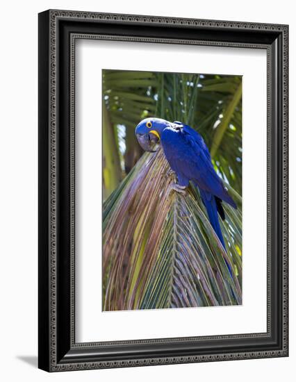 Brazil, Mato Grosso, the Pantanal. Hyacinth Macaw on Palm Branch-Ellen Goff-Framed Photographic Print