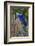 Brazil, Mato Grosso, the Pantanal. Hyacinth Macaw on Palm Branch-Ellen Goff-Framed Photographic Print