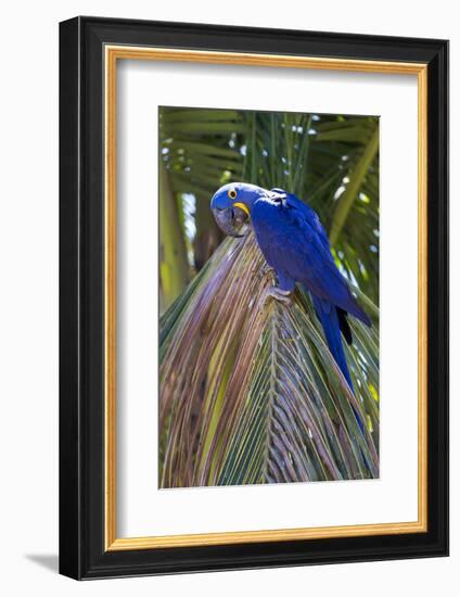 Brazil, Mato Grosso, the Pantanal. Hyacinth Macaw on Palm Branch-Ellen Goff-Framed Photographic Print