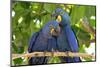 Brazil, Mato Grosso, The Pantanal, hyacinth macaw. Pair of hyacinth macaws cuddling.-Ellen Goff-Mounted Photographic Print