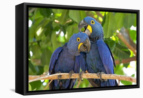 Brazil, Mato Grosso, The Pantanal, hyacinth macaw. Pair of hyacinth macaws cuddling.-Ellen Goff-Framed Premier Image Canvas