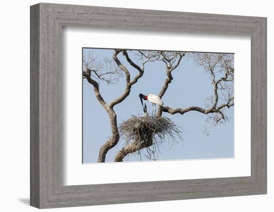 Brazil, Mato Grosso, the Pantanal. Jabiru at the Nest in a Large Tree-Ellen Goff-Framed Photographic Print