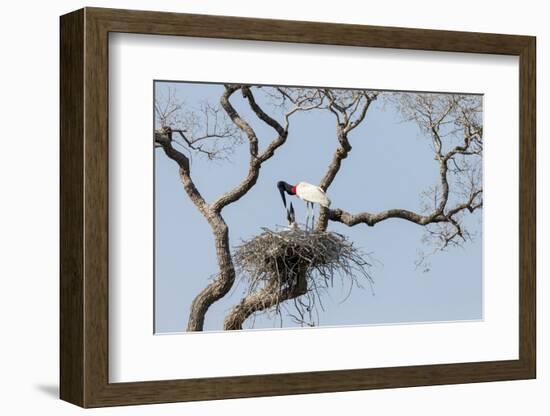 Brazil, Mato Grosso, the Pantanal. Jabiru at the Nest in a Large Tree-Ellen Goff-Framed Photographic Print