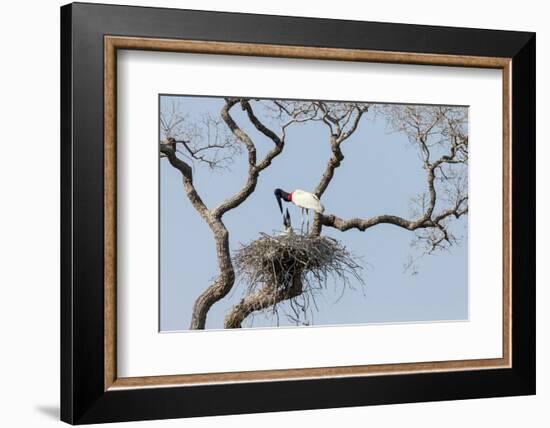 Brazil, Mato Grosso, the Pantanal. Jabiru at the Nest in a Large Tree-Ellen Goff-Framed Photographic Print