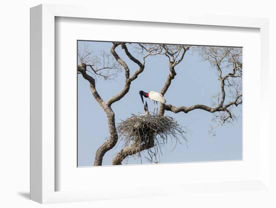 Brazil, Mato Grosso, the Pantanal. Jabiru at the Nest in a Large Tree-Ellen Goff-Framed Photographic Print