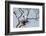 Brazil, Mato Grosso, the Pantanal. Jabiru at the Nest in a Large Tree-Ellen Goff-Framed Photographic Print