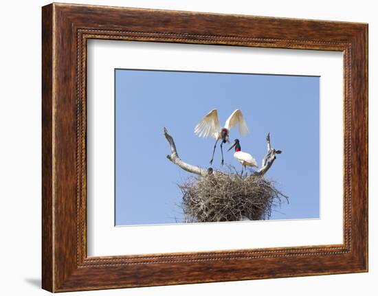 Brazil, Mato Grosso, the Pantanal. Jabiru Flying into the Nest-Ellen Goff-Framed Photographic Print