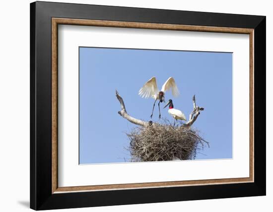 Brazil, Mato Grosso, the Pantanal. Jabiru Flying into the Nest-Ellen Goff-Framed Photographic Print