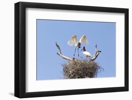 Brazil, Mato Grosso, the Pantanal. Jabiru Flying into the Nest-Ellen Goff-Framed Photographic Print