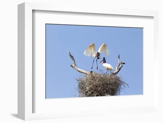 Brazil, Mato Grosso, the Pantanal. Jabiru Flying into the Nest-Ellen Goff-Framed Photographic Print