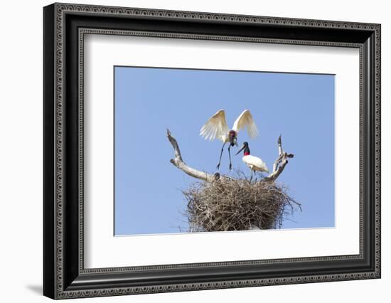 Brazil, Mato Grosso, the Pantanal. Jabiru Flying into the Nest-Ellen Goff-Framed Photographic Print