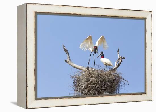 Brazil, Mato Grosso, the Pantanal. Jabiru Flying into the Nest-Ellen Goff-Framed Premier Image Canvas