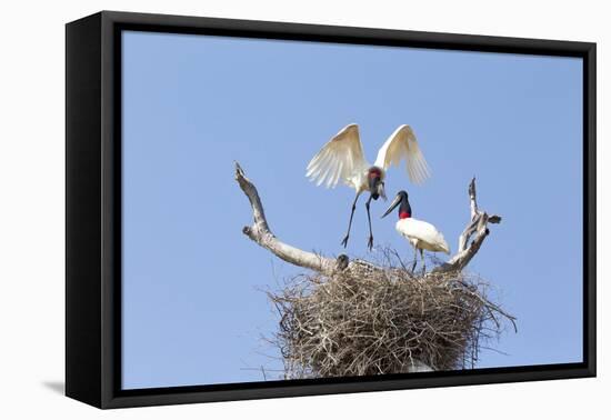 Brazil, Mato Grosso, the Pantanal. Jabiru Flying into the Nest-Ellen Goff-Framed Premier Image Canvas