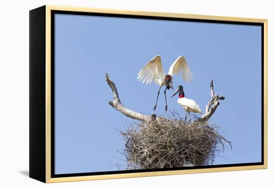 Brazil, Mato Grosso, the Pantanal. Jabiru Flying into the Nest-Ellen Goff-Framed Premier Image Canvas