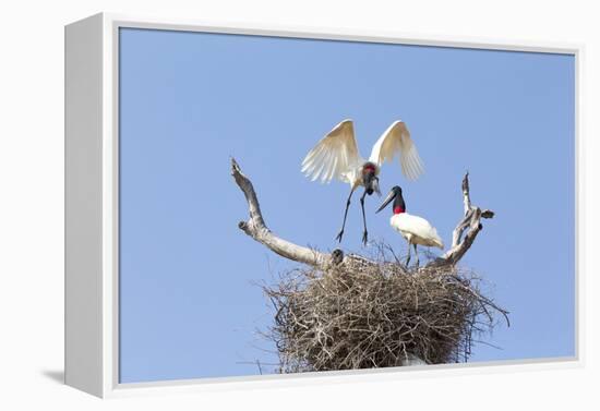 Brazil, Mato Grosso, the Pantanal. Jabiru Flying into the Nest-Ellen Goff-Framed Premier Image Canvas