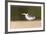 Brazil, Mato Grosso, the Pantanal, Large-Billed Tern on the Beach-Ellen Goff-Framed Photographic Print