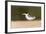 Brazil, Mato Grosso, the Pantanal, Large-Billed Tern on the Beach-Ellen Goff-Framed Photographic Print