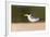 Brazil, Mato Grosso, the Pantanal, Large-Billed Tern on the Beach-Ellen Goff-Framed Photographic Print