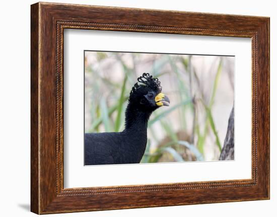 Brazil, Mato Grosso, the Pantanal. Male Bare-Faced Curassow Portrait-Ellen Goff-Framed Photographic Print