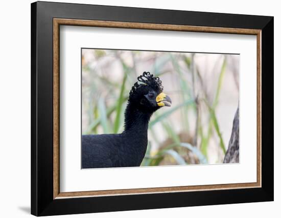 Brazil, Mato Grosso, the Pantanal. Male Bare-Faced Curassow Portrait-Ellen Goff-Framed Photographic Print