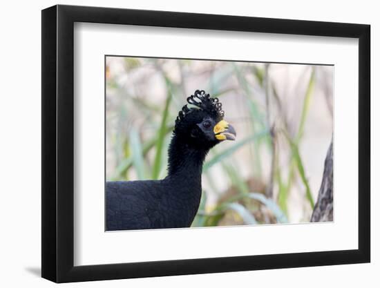 Brazil, Mato Grosso, the Pantanal. Male Bare-Faced Curassow Portrait-Ellen Goff-Framed Photographic Print