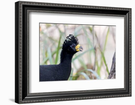 Brazil, Mato Grosso, the Pantanal. Male Bare-Faced Curassow Portrait-Ellen Goff-Framed Photographic Print