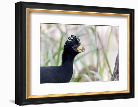 Brazil, Mato Grosso, the Pantanal. Male Bare-Faced Curassow Portrait-Ellen Goff-Framed Photographic Print