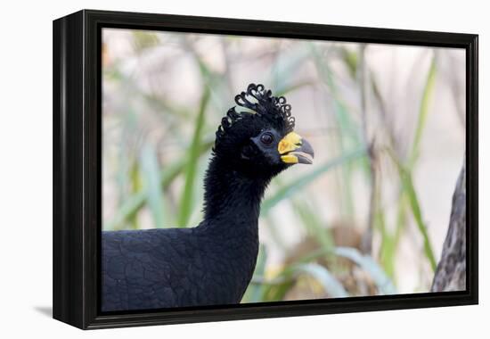 Brazil, Mato Grosso, the Pantanal. Male Bare-Faced Curassow Portrait-Ellen Goff-Framed Premier Image Canvas